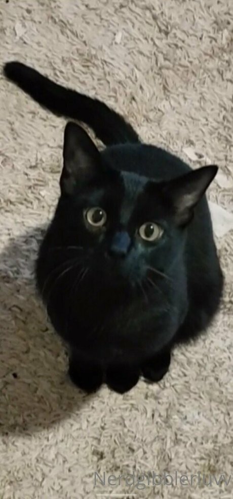 nerdgibblerluvv model erotic photos