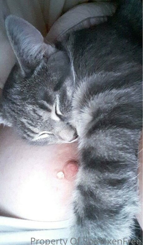 snovixen pornographic model img