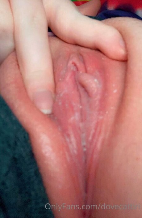 dovecattiri star free img