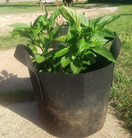 brunette bunny onlyfans art nude archive