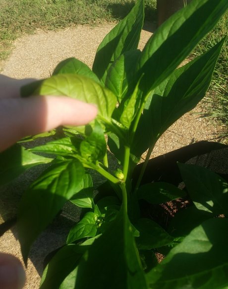 veronikaplants best star photo