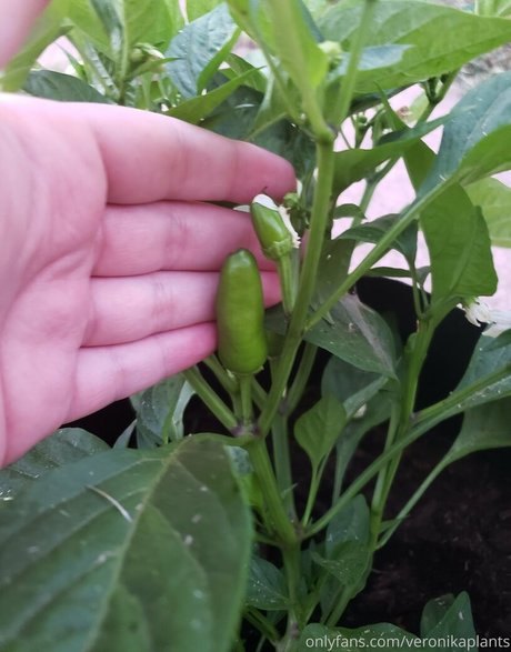 veronikaplants free actress pictures