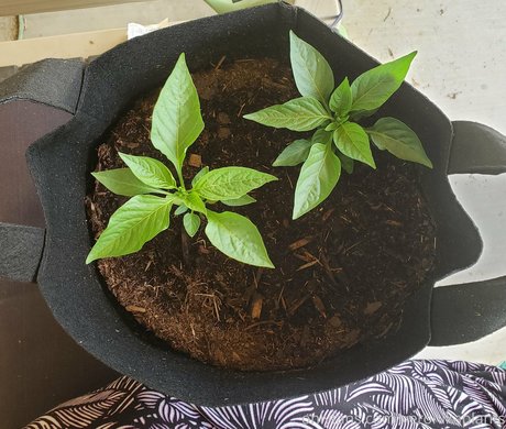 veronikaplants model hd img