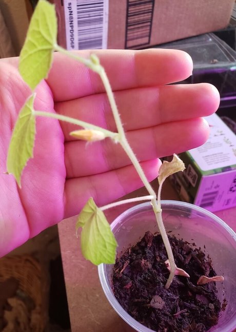 veronikaplants beautiful actress image