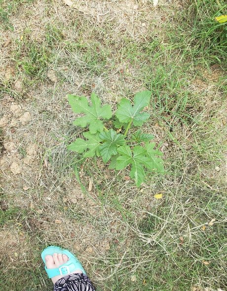 veronikaplants exclusive model galleries