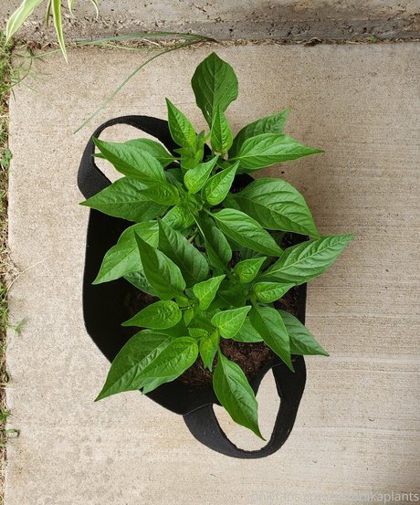 veronikaplants best pornstar pictures