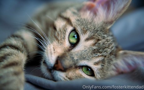 fosterkittendad pornstar pretty archive