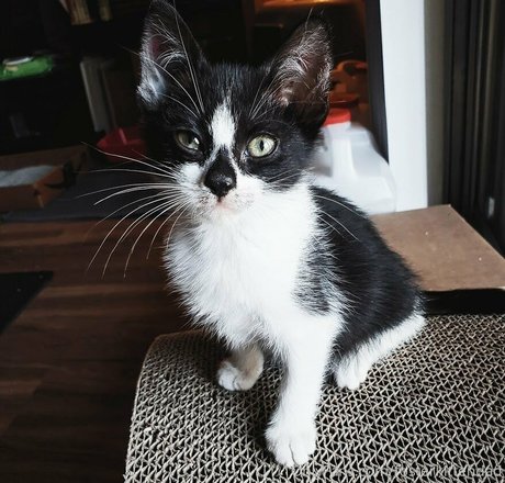 fosterkittendad pretty star image