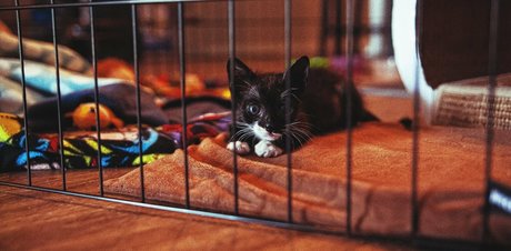 fosterkittendad perfect pornstar image