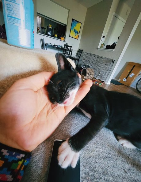 fosterkittendad model nice images