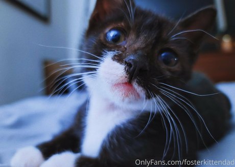 fosterkittendad star pretty img