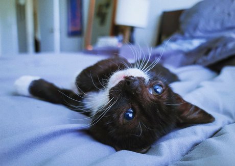 fosterkittendad exclusive model picture