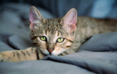 fosterkittendad beautiful actress archive