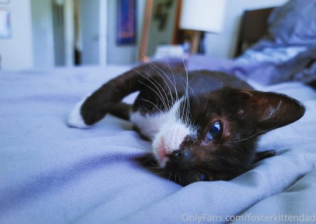 fosterkittendad model exclusive archive