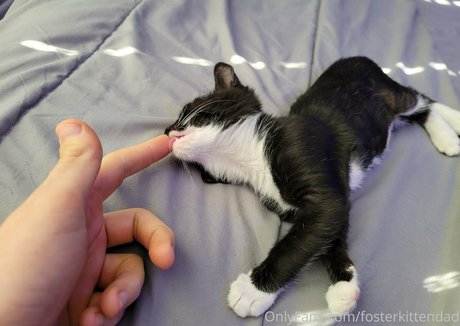 fosterkittendad star best picture