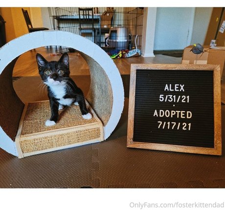 fosterkittendad model hd image