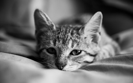 fosterkittendad star high quality galleries