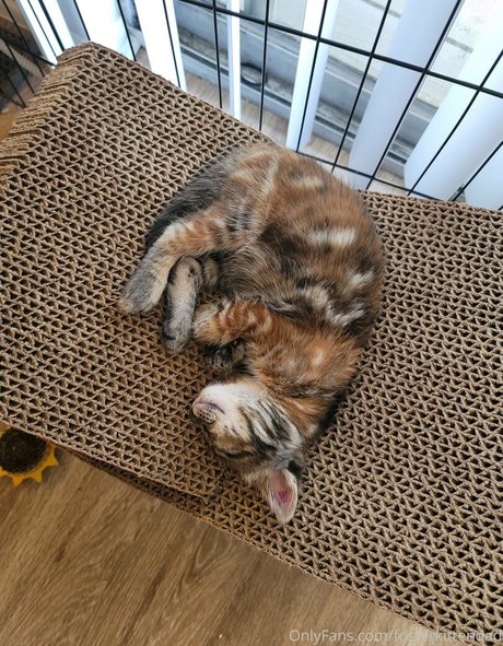 asian bbc onlyfans sexy img