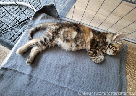fosterkittendad model photos