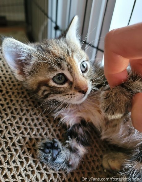 fosterkittendad star xxx img