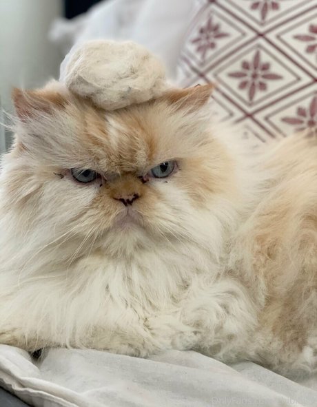 chibibyte model pornographic archive