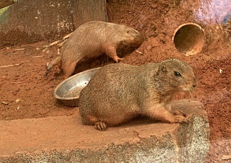 omankovivi exclusive pornstar images