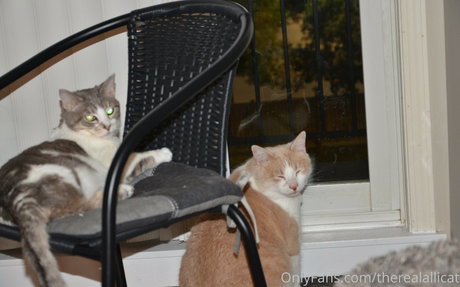 therealallicat star sex pic