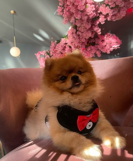 Maya Bulgarien star high quality picture