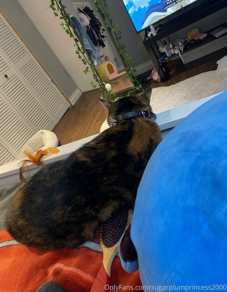 big ass lingerie onlyfans free pic