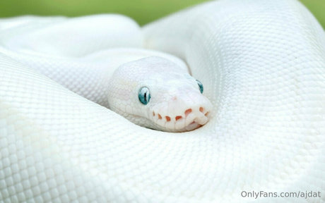 ajdat xxx star photo