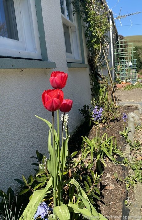 feedandbreed star top pic