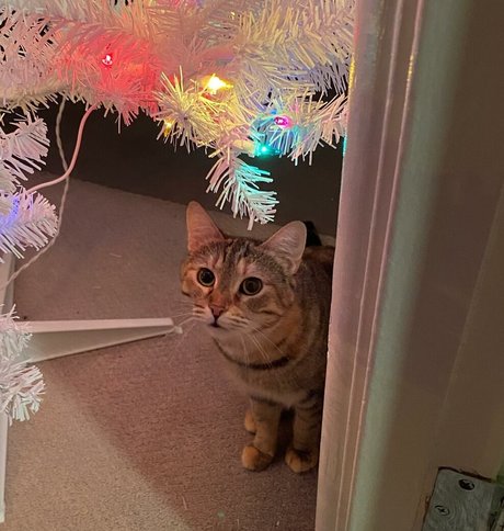 drearoseee best model gallery