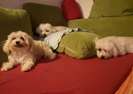 rosszalkodjunk star beautiful image