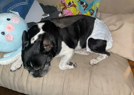 CursedArachnid adult actress image