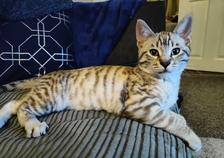 northernfoxx star adult gallery