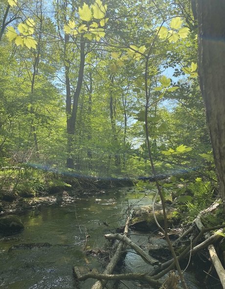 aloeaceae exclusive star archive