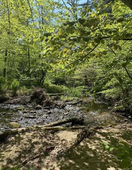 aloeaceae star high quality galleries