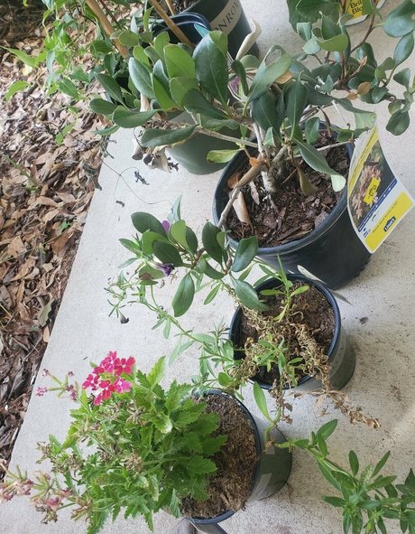 shemale lingerie onlyfans nude pics