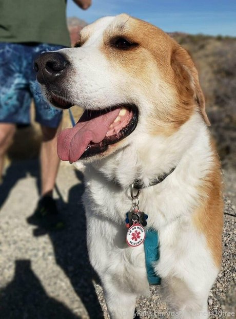 danikajones420free pornstar hd images