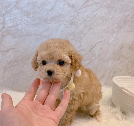 amysong99 star erotic image