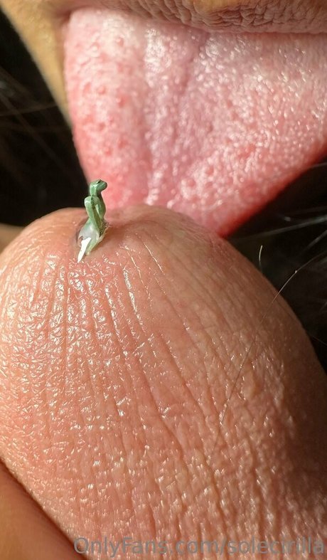 solecirilla star nice gallery