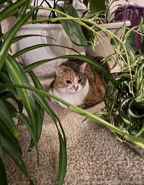 bellecreed xxx model image