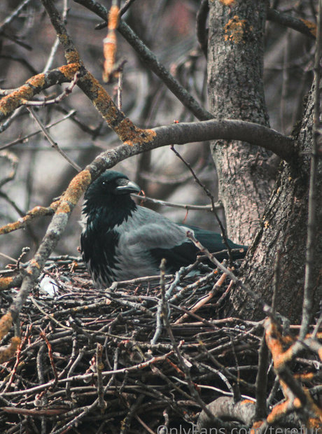 TeRefur model xxx photos