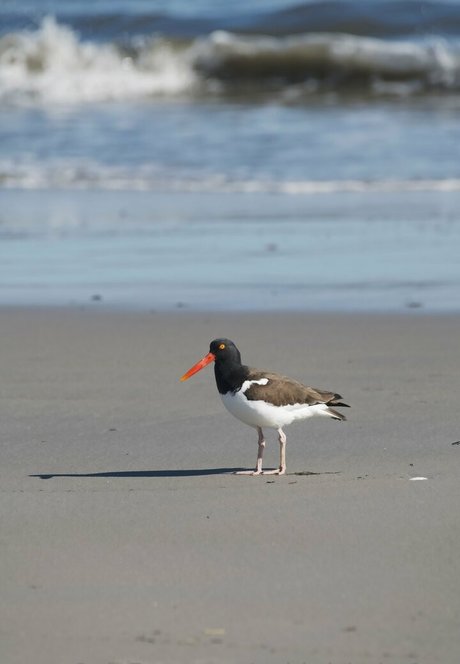 gobirdsbabefree nice model image