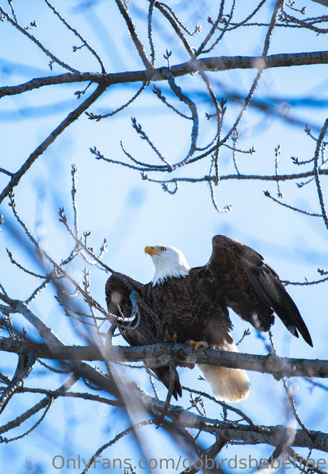 gobirdsbabefree pornographic star pics
