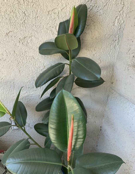 adora belly free pornstar sexy pictures