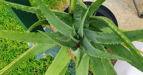 blonde pawg onlyfans art xxx image