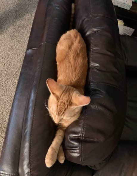 cowboytakemeaway actress gallery