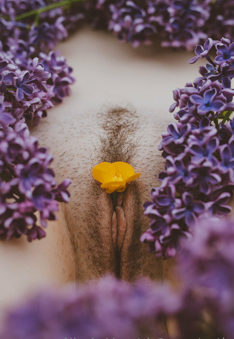 vauntastic star free galleries