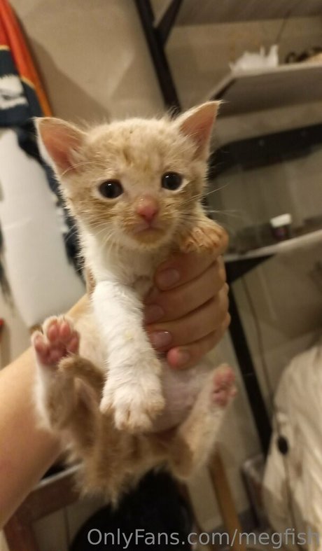 megfish star pornographic images